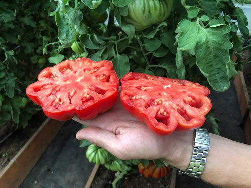 ТОМАТ НИНА 10 шт. (Партнер)