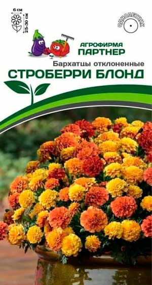 БАРХАТЦЫ СТРОБЕРРИ БЛОНД 10 шт. Партнер