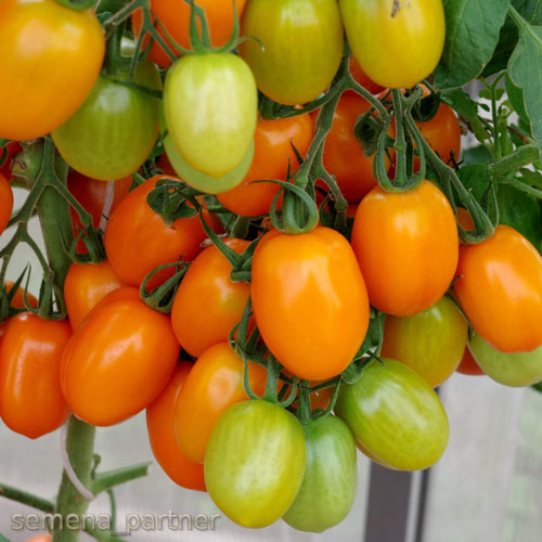 ТОМАТ ОРАНЖЕВЫЙ ПАПА F1 10 шт. (Партнер)