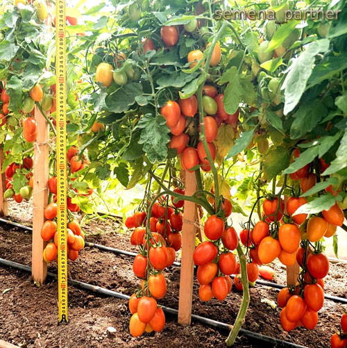 ТОМАТ ПЛАМЯ F1 10 шт. (Партнер)