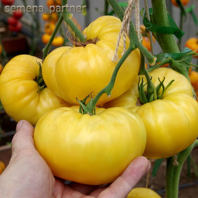 ТОМАТ ПРЕЛЕСТЬ РОУЗЫ 10 шт. (Партнер)