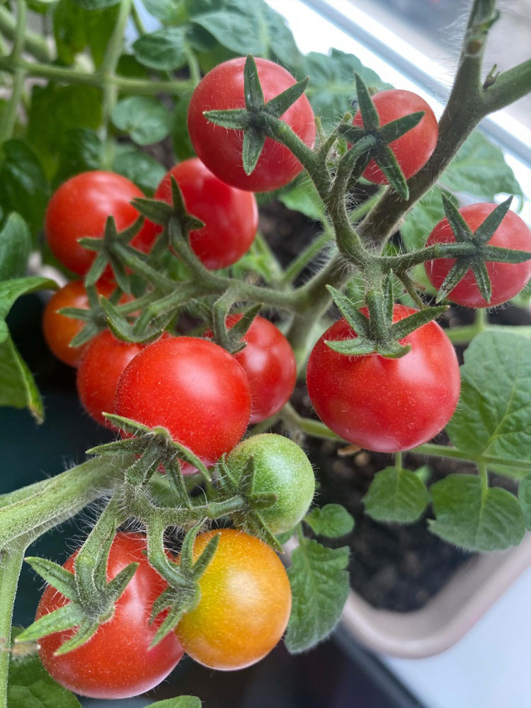 ТОМАТ ЧЕРРИ КАМЕННЫЙ ЦВЕТОК F1 5 шт. Партнер