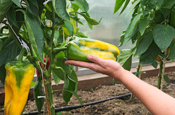 ПЕРЕЦ ГОРОСПЕЛ F1 5 шт. (Партнер)