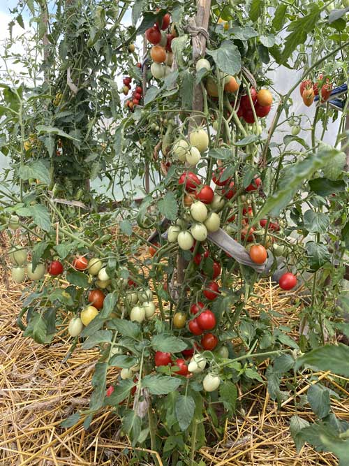 ТОМАТ ПУНТО 7 F1 5 шт. АЭ