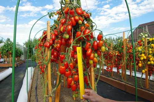 ТОМАТ АЛЬФОНС F1 10 шт. (Партнер)