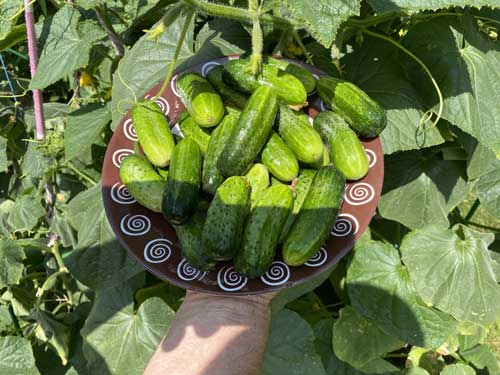 Огурец Tarot F1 5 г. Польша