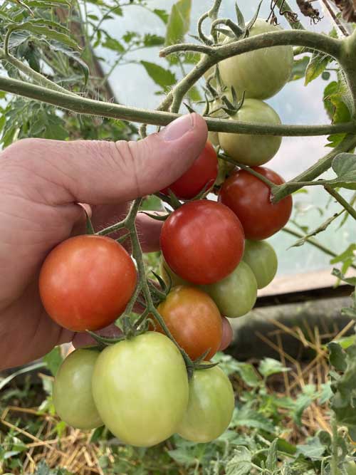 ТОМАТ БАРУХ F1 5 шт. (Партнер)