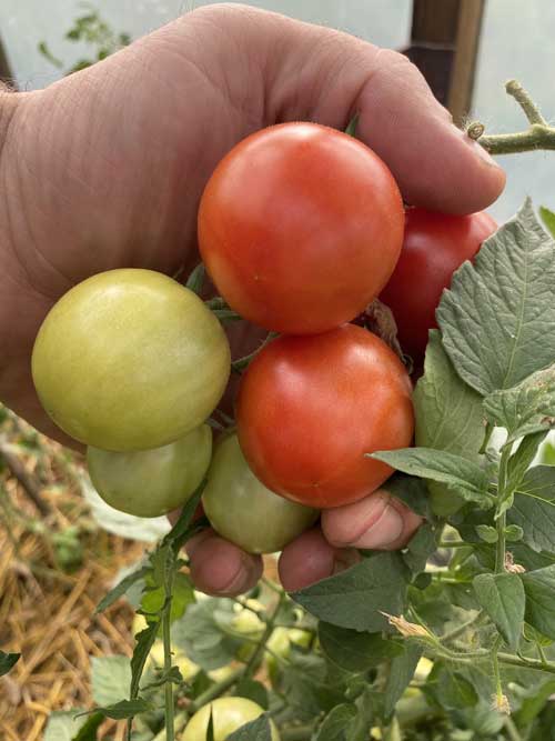 ТОМАТ БАРУХ F1 5 шт. (Партнер)