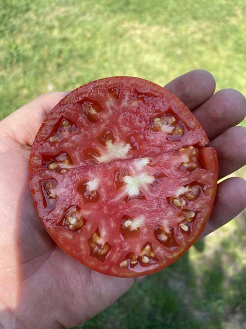 ТОМАТ БАБУШКИНО 10 шт. (Партнер)