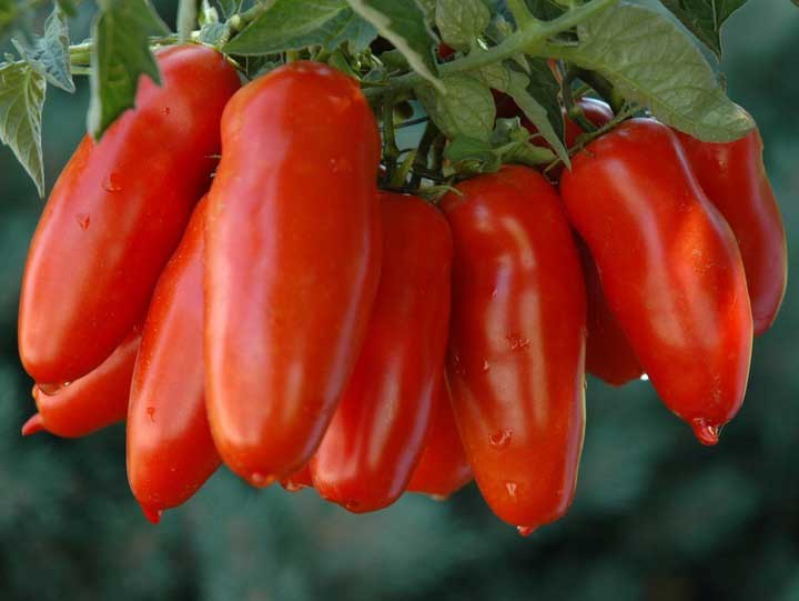 Томат Марзано 2 1 г. (Проф)