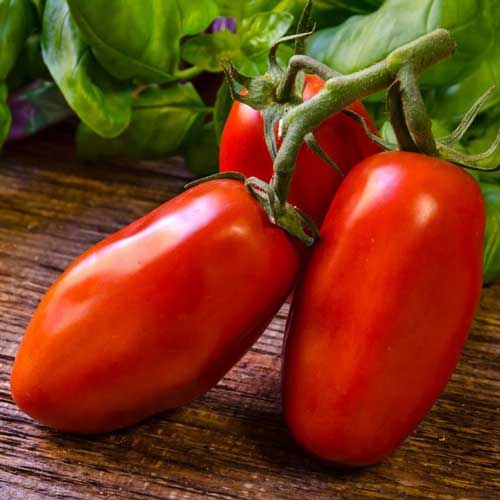 Томат Марзано 2 1 г. (Проф)