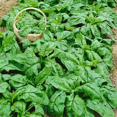 Шпинат Зимний гигант 13 г. (Проф)