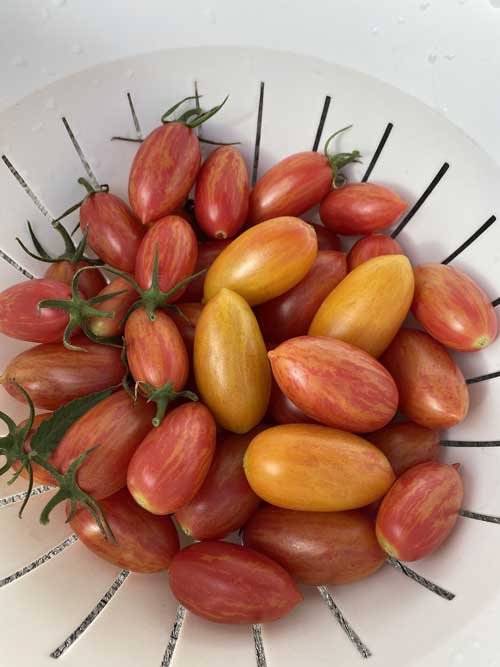 ТОМАТ КОТЯ F1 10 шт. (Партнер)