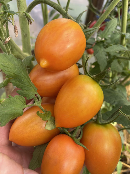 ТОМАТ БАРОККО F1 10 шт. (Партнер)