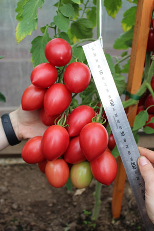 ТОМАТ ЛАПОЧКА F1 10 шт. Партнер