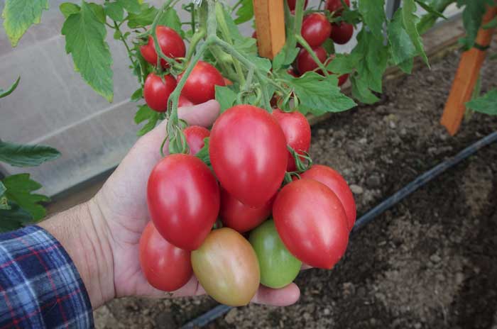 ТОМАТ ЛАПОЧКА F1 10 шт. Партнер