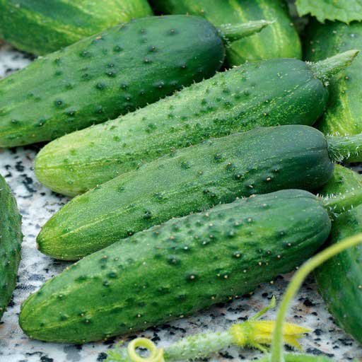 Огурец Stremianin F1 5 г. PNOS