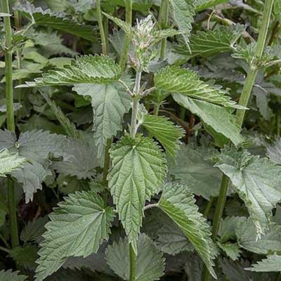 Мята 0,2 г. Проф