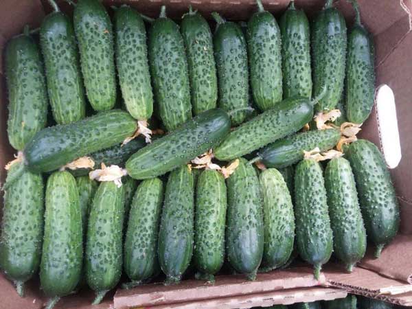 ОГУРЕЦ АРТИСТ 5 шт. АЭ