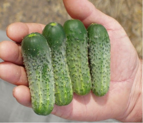 ОГУРЕЦ ПАСАМОНТЕ 5 шт. Партнер