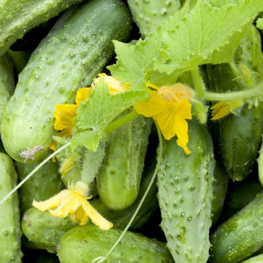 Огурец Kronos F1 5 г. PNOS