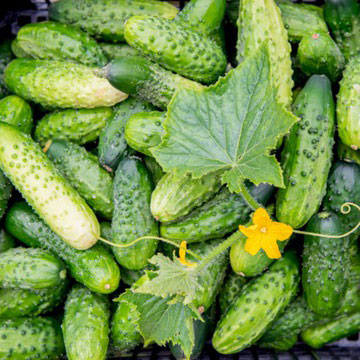 Огурец Hela F1 5 г. PNOS