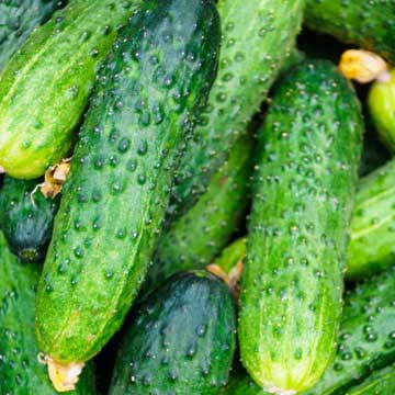 Огурец Шериф F1 5 г. PNOS