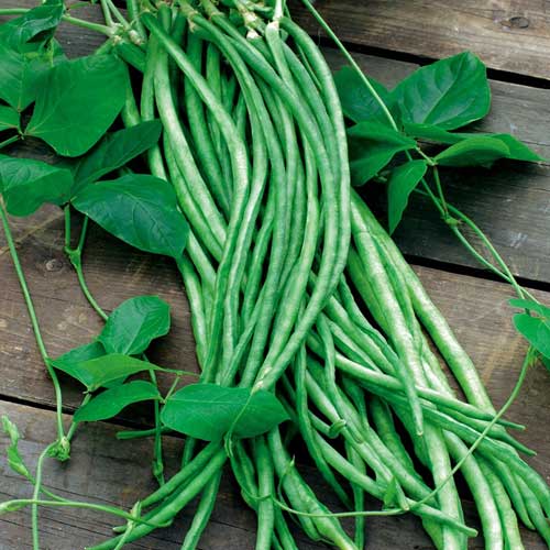 Fasolnik 10 г. PNOS